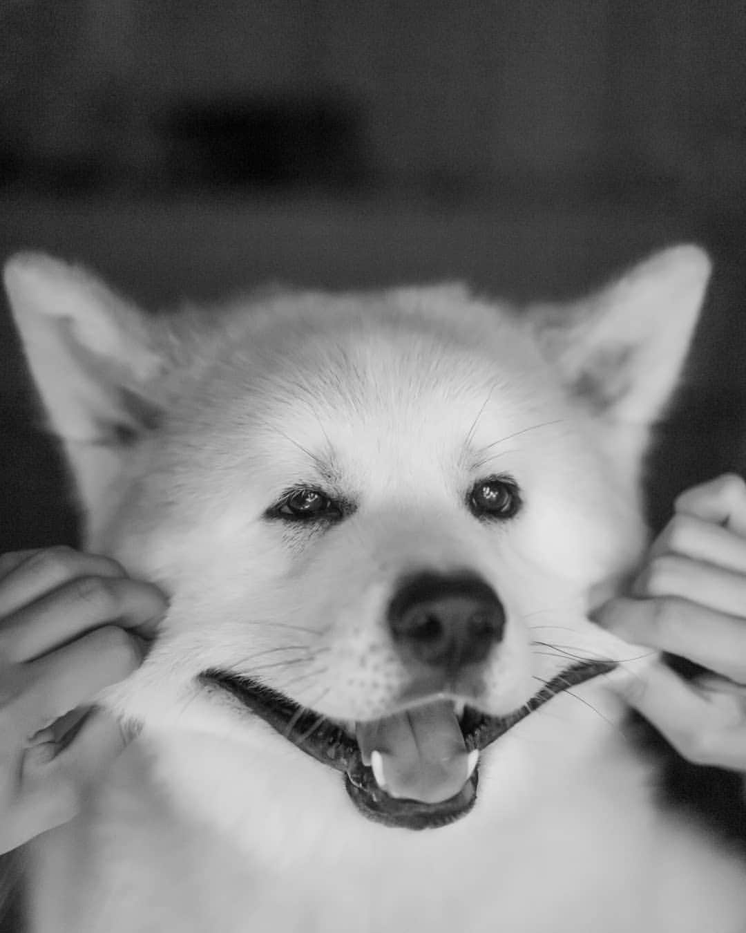INA. CH KAITO VON JAH SUEDEのインスタグラム：「Silly me 😛😛😛 Awesome Photo by  @esther.asher  @4hour.kairosworks . . . . . . . . . . #akita#akitafeatures#akita_feature#japaneseakita#dog_features#Hatchiko#love#animal#petoftheday#akitaofinstagram#pet#animal#秋田犬#犬#秋田#日本の秋田#日本犬 #大型犬 #日本語 #子犬 #可愛い #doglover#ワンコ大好き倶楽部公式 #photooftheday#akitagram#instapet#dogstagram#dog#puppy#INSTAKITA」