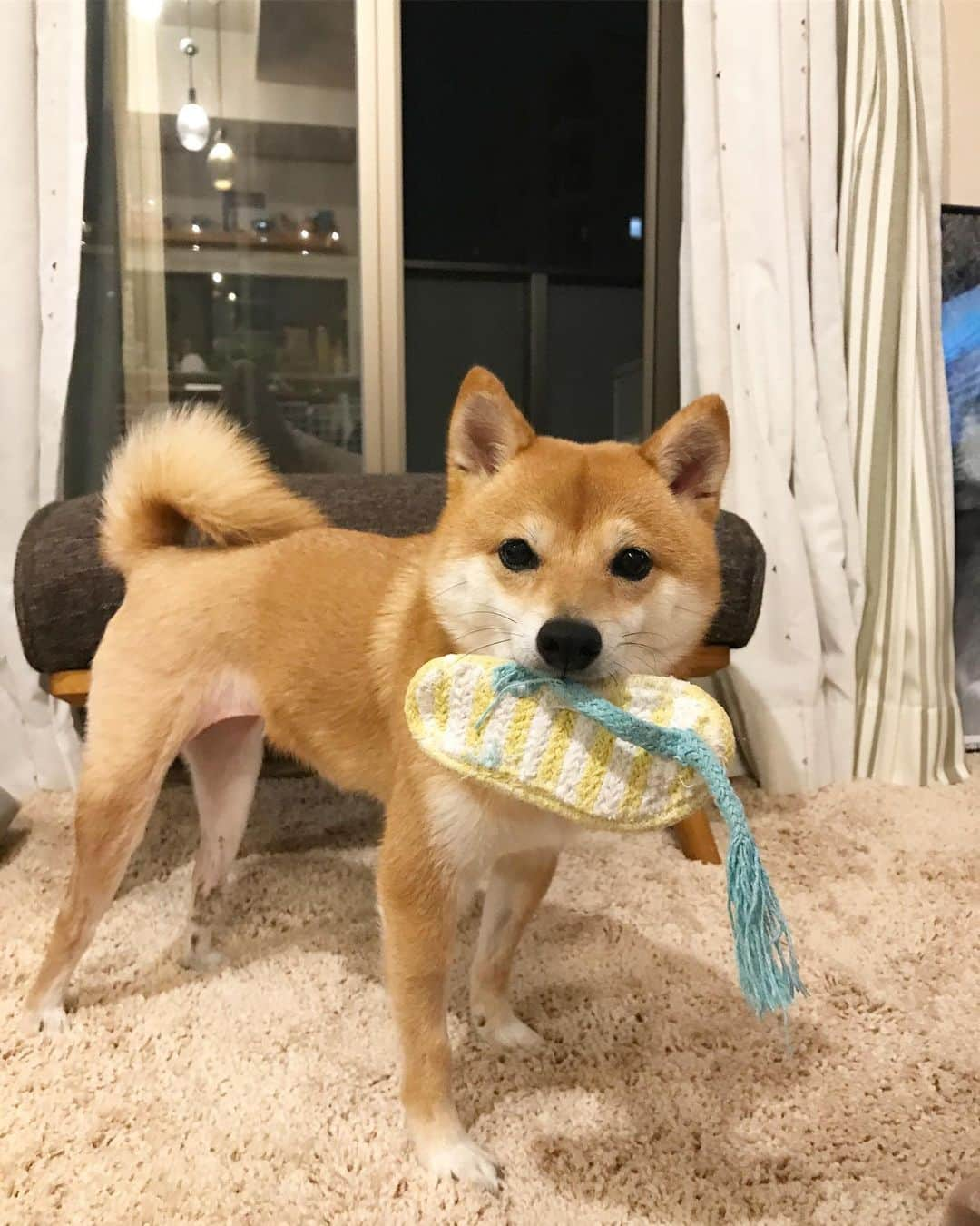 豆柴にこちゃんさんのインスタグラム写真 - (豆柴にこちゃんInstagram)「🐶退院14日目 おはよー 昨日出張から帰宅したら、 にこがたくさんおもちゃを持ってきて あそぼーあそぼーって 誘われました😆 . 最後の2枚は帰宅時の動画。 思ったより塩対応ではなかったです😘 . 3枚目は毛が生えてきた足。 なんかポッキーみたいに ツートンカラーになってる😋 . さぁ、今日は普通に出勤だー😭 . #にこの右足闘病記 #柴犬#豆柴#pecoいぬ部#犬#わんこ#犬#ここ柴部#shibainu#dog#mameshiba#pecotv#dog#いぬのきもち部#しばいぬ#しばけん#こいぬ#シバイヌ#いぬ#イヌ#赤柴#マメシバ#ペット#日本犬#子犬#puppy#doggo#pet#시바견#강아지#개」7月9日 7時09分 - nikochan.mame48