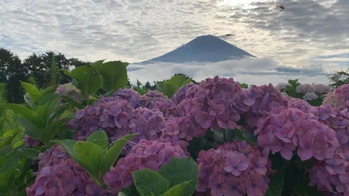 のインスタグラム：「. 🤩🤩“Shizuoka” prefecture in Japan is a place where you can see the most “phantastic” Mt. Fuji🗻 in the world.🤩 #富士山 #mtfuji #japan #shizuoka #fujinomiya  #phantastic420photography #mostphantasticmtfuji #selamatpagi  #goodmorning  #おはようございます 😇😇😇😇😇😇😇🗻😇😇 カナブンかなぁ？iPhoneに興味津々でまとわりついてきました🤣」