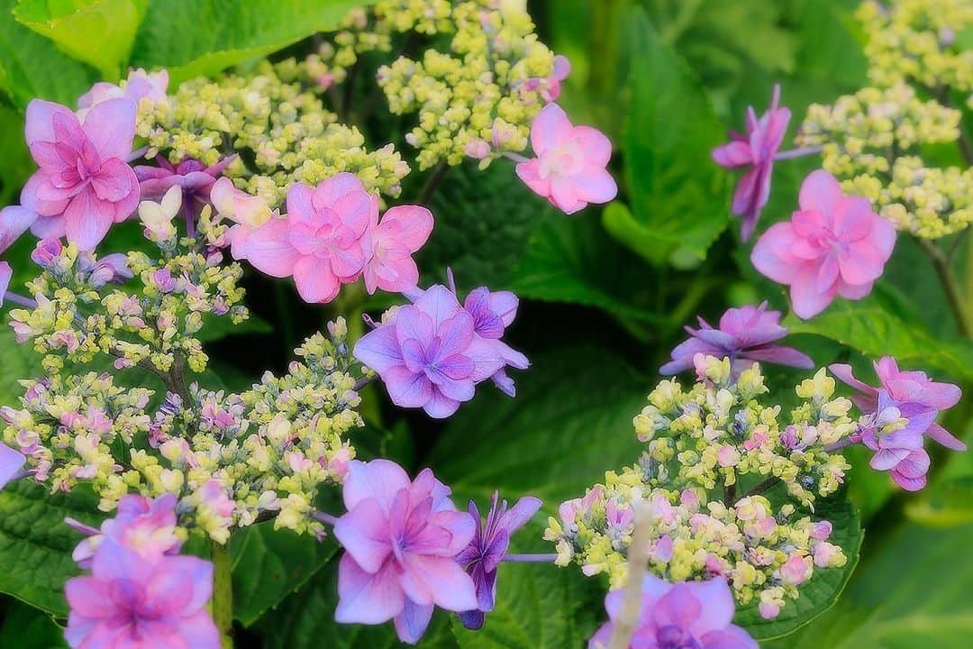 プンクマさんのインスタグラム写真 - (プンクマInstagram)「#紫陽花 #hydrangea」7月9日 7時15分 - pnkm913