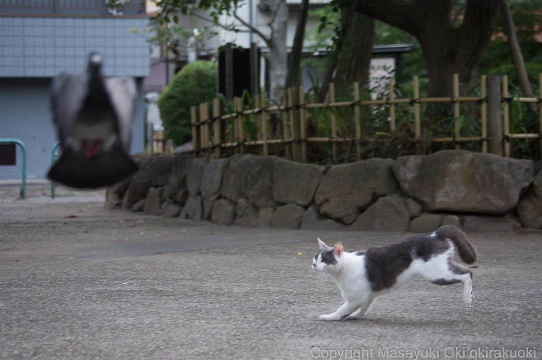 Masayukiさんのインスタグラム写真 - (MasayukiInstagram)「とり逃がす。  おはようございます。 Good morning from Tokyo Japan ☁️ #cat #ねこ」7月9日 7時44分 - okirakuoki