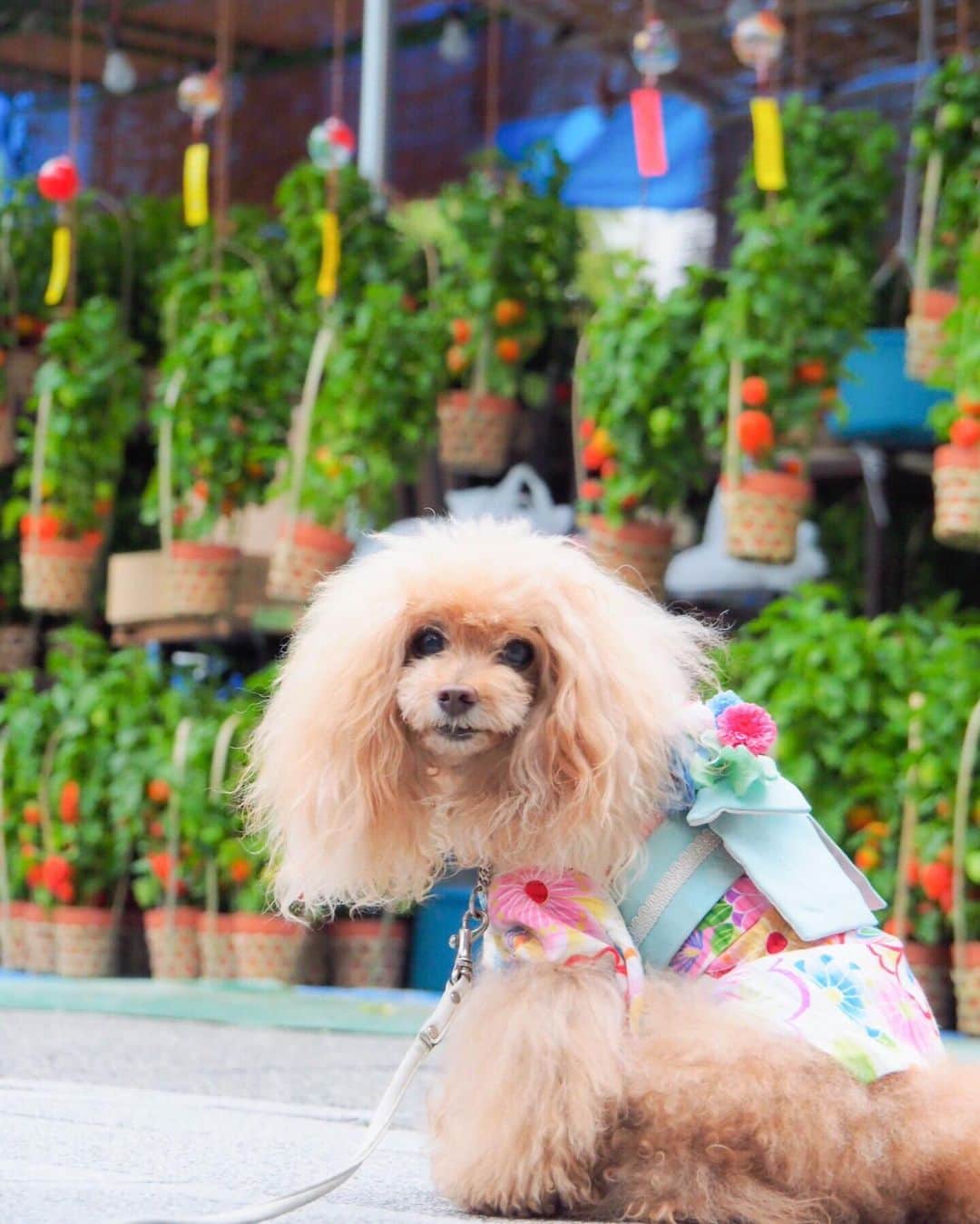 Toypoodle Mikuru?Asakusa Tokyoさんのインスタグラム写真 - (Toypoodle Mikuru?Asakusa TokyoInstagram)「20190709 Thursday. Good morning! Friends 💕 浅草寺は今日からほおずき市です。 . 「四万六千日（しまんろくせんにち）」 これは、7月10日の「ご縁日」に観音様にお参りすると46,000日分お参りしたことに相当するという、江戸時代中期からの言い伝え。この日にお参りすれば一生分の功徳を積めるといいます🙏🏻 . 明日の10日。 みくるは、みんなの分までお参りお参りね👍🏻 . #浅草寺 #ほおずき市 #四万六千日 . Hozuki ichi is a market in which Chinese Lantern Plants are sold. It is held on July 9 and 10 at Senso-ji Temple in Asakusa. Especially July 10 is called ”shiman rokusen nichi”. If you visit the temple on July 10, it corresponds that you have visited the temple for 46,000 days. It means you can get benefits of 46,000 days!」7月9日 7時56分 - purapura299