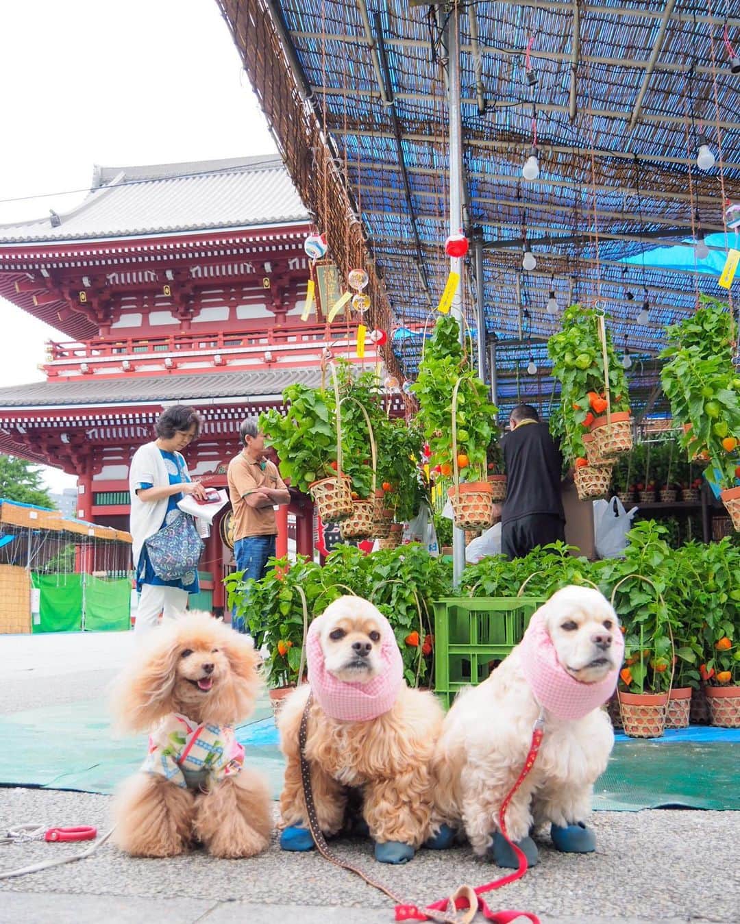 Toypoodle Mikuru?Asakusa Tokyoさんのインスタグラム写真 - (Toypoodle Mikuru?Asakusa TokyoInstagram)「20190709 Thursday. Good morning! Friends 💕 浅草寺は今日からほおずき市です。 . 「四万六千日（しまんろくせんにち）」 これは、7月10日の「ご縁日」に観音様にお参りすると46,000日分お参りしたことに相当するという、江戸時代中期からの言い伝え。この日にお参りすれば一生分の功徳を積めるといいます🙏🏻 . 明日の10日。 みくるは、みんなの分までお参りお参りね👍🏻 . #浅草寺 #ほおずき市 #四万六千日 . Hozuki ichi is a market in which Chinese Lantern Plants are sold. It is held on July 9 and 10 at Senso-ji Temple in Asakusa. Especially July 10 is called ”shiman rokusen nichi”. If you visit the temple on July 10, it corresponds that you have visited the temple for 46,000 days. It means you can get benefits of 46,000 days!」7月9日 7時56分 - purapura299