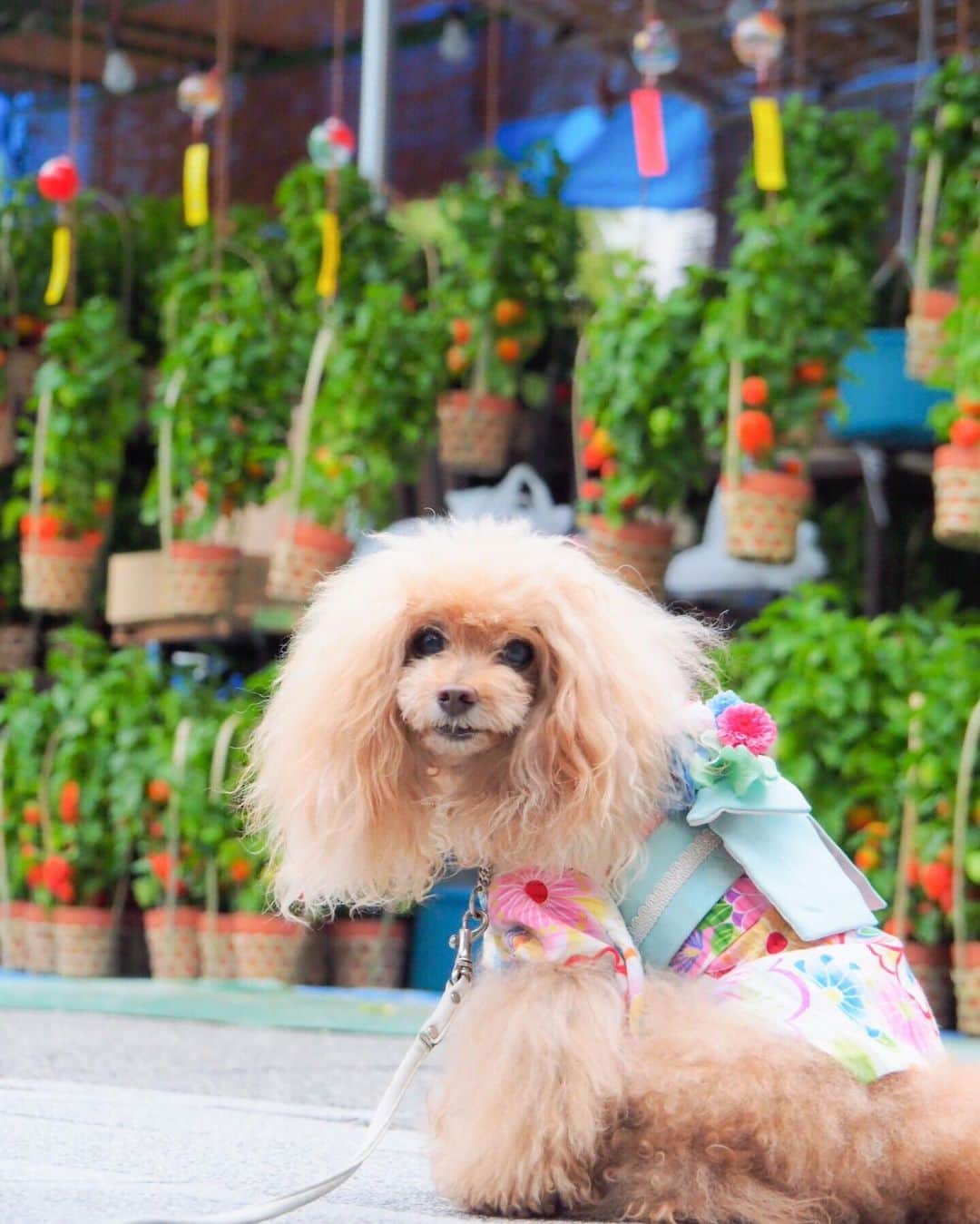 Toypoodle Mikuru?Asakusa Tokyoのインスタグラム：「20190709 Thursday. Good morning! Friends 💕 浅草寺は今日からほおずき市です。 . 「四万六千日（しまんろくせんにち）」 これは、7月10日の「ご縁日」に観音様にお参りすると46,000日分お参りしたことに相当するという、江戸時代中期からの言い伝え。この日にお参りすれば一生分の功徳を積めるといいます🙏🏻 . 明日の10日。 みくるは、みんなの分までお参りお参りね👍🏻 . #浅草寺 #ほおずき市 #四万六千日 . Hozuki ichi is a market in which Chinese Lantern Plants are sold. It is held on July 9 and 10 at Senso-ji Temple in Asakusa. Especially July 10 is called ”shiman rokusen nichi”. If you visit the temple on July 10, it corresponds that you have visited the temple for 46,000 days. It means you can get benefits of 46,000 days!」