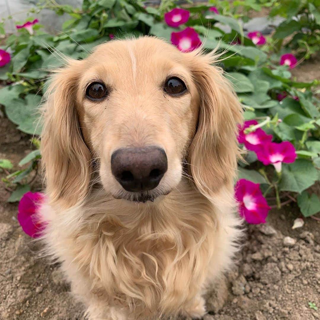 ハッチ＆ニコのインスタグラム：「Good morning ☁️ おは#朝顔  #カメラ嫌い同好会 #pecoいぬ部 #犬の生活が第一 #癒しわんこ #dachshund #犬バカ部 #短足部 #ふわもこ部 #tokyocameraclub #東京カメラ部」