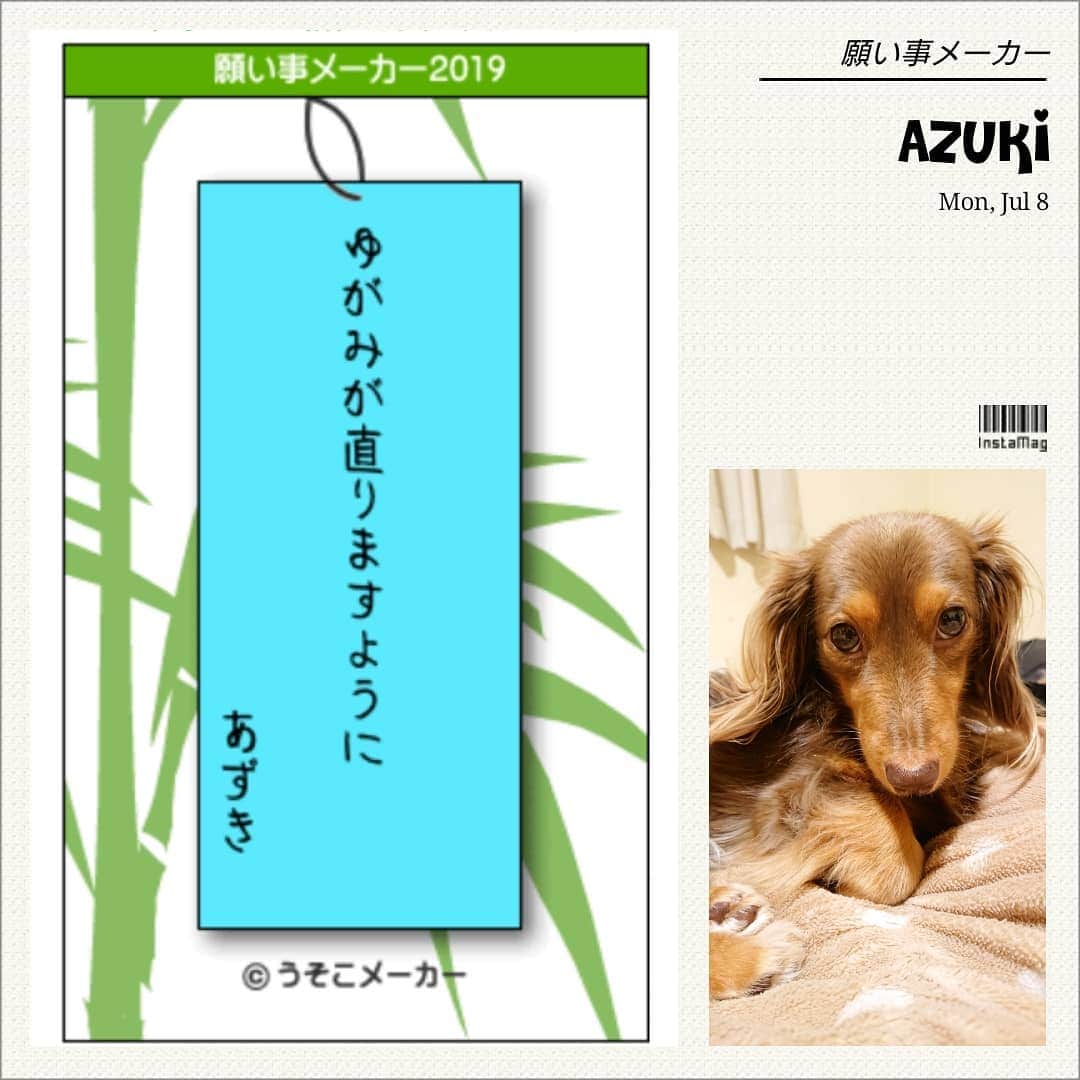 くるみんのインスタグラム：「* あずきちゃん、どこがゆがんでるんじゃい？  #カニンヘンダックスフント #カニンヘン #カニンヘンダックス #カニンヘンダックスフンド #チョコタンダックス #チョコタン #ダックス多頭飼い #ダックスフント #ダックスフンドカニンヘン #ダックス #ダックスフンド #願い事メーカー #願い事メーカー2019 #わんこなしでは生きていけません会 #ワンコなしでは生きて行けません会 #いぬばか部 #いぬすたぐらむ #短足部 #dachshundgram #dachshund #dogstagram #instagramdog #kyounodachs #todayswanko #7pets_1day #だっくす #だっくすふんど #犬のいる生活 #犬のいる暮らし #dog」