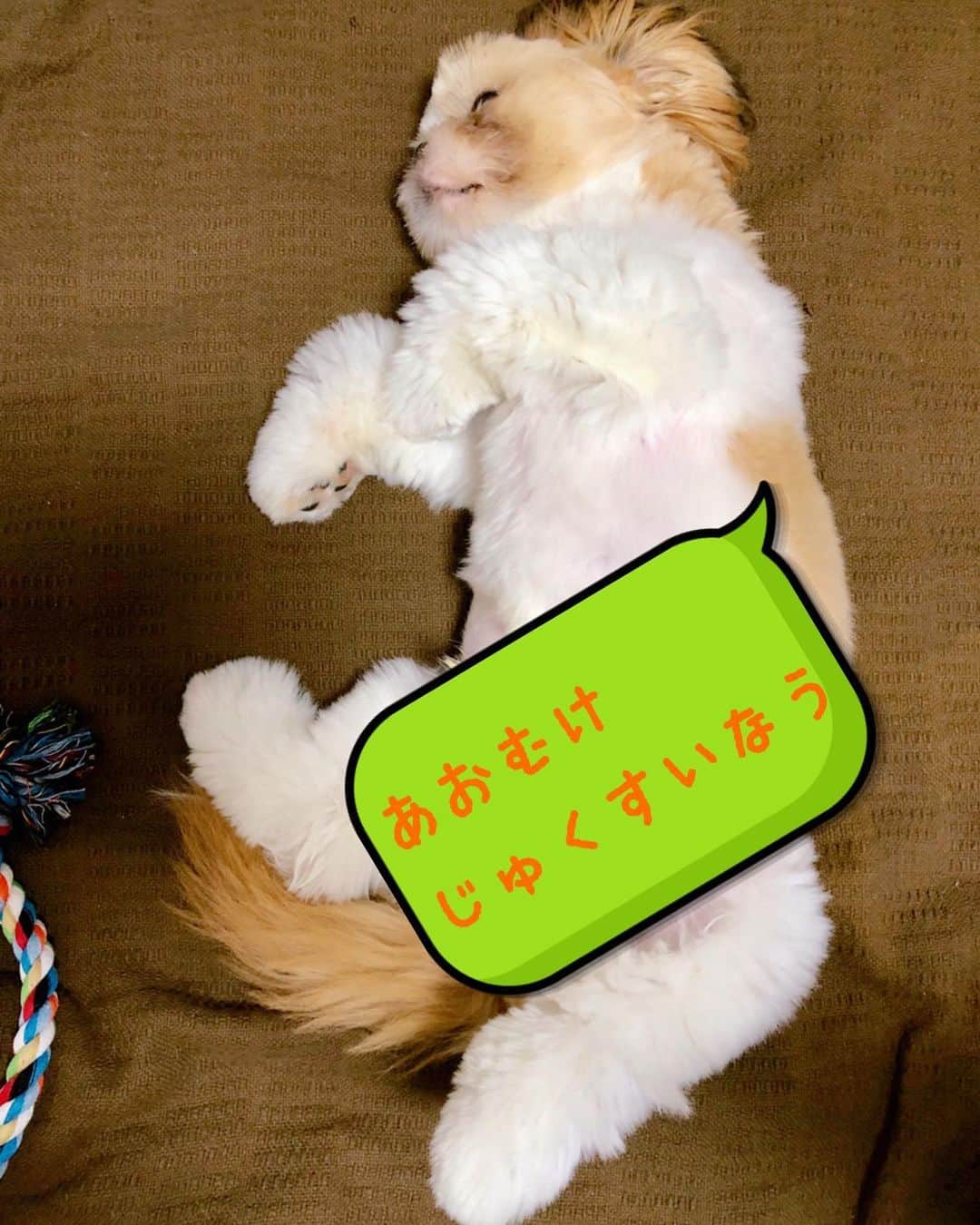 倉田雅世さんのインスタグラム写真 - (倉田雅世Instagram)「おはようございます。 カラダもココロも健康いちばんですね。 わんこは、よくあおむけでよく寝ております。 平和だなあ。  #いぬすたぐらむ」7月9日 8時06分 - kuralamune