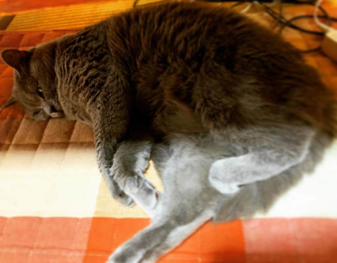 チキン南蛮カレーのルウ王子のグルメインスタ