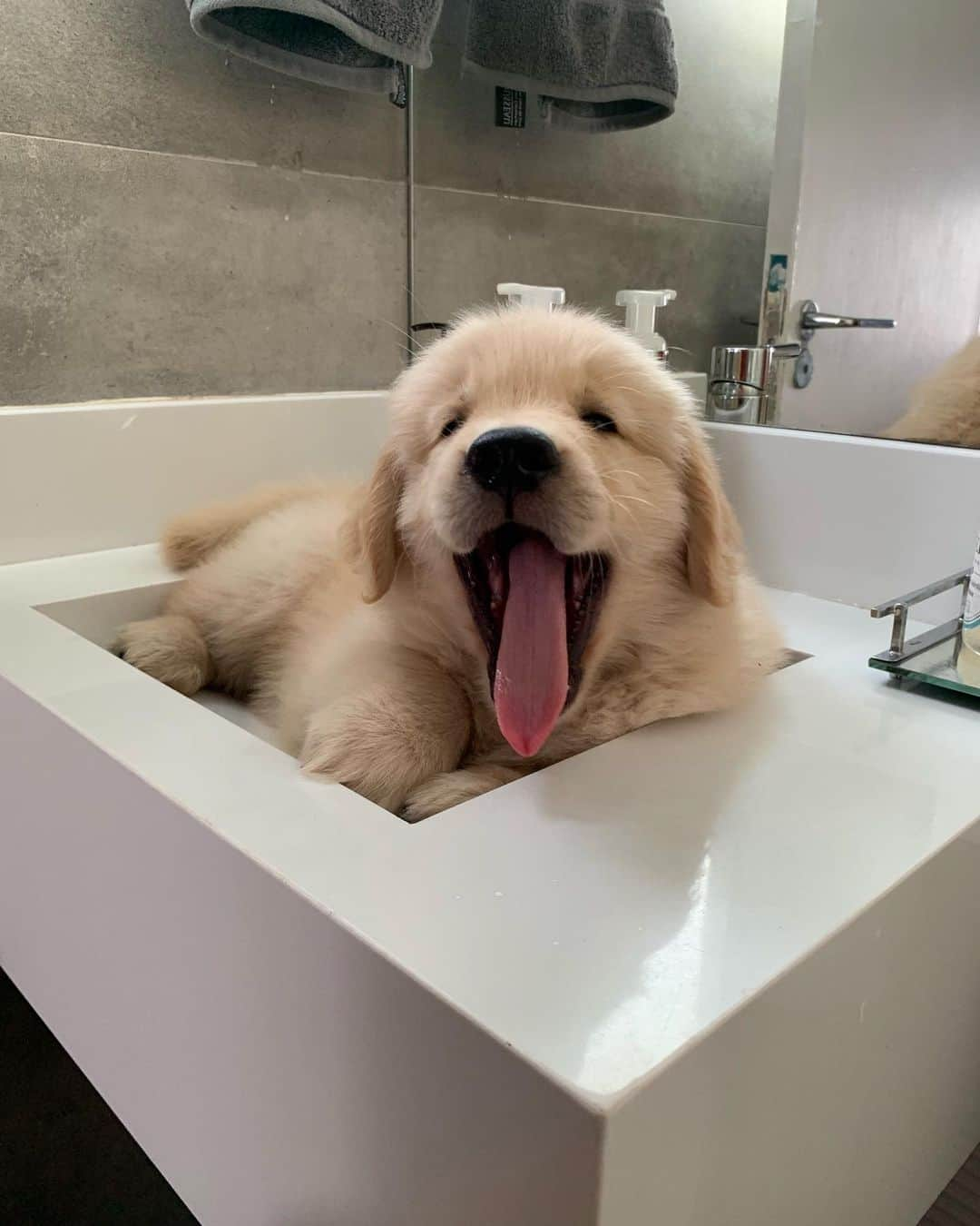 Bobさんのインスタグラム写真 - (BobInstagram)「Top 10 , até no banheiro tem foto 🛀🚿🧻 . . #goldenretriever #goldenretrievers #goldenretrieverlove #puppy #puppiesofinstagram #puppys #goldenretrieverpup #dogs #dogsofinstagram #pets #petstagram #instagram #instapet #instagrammers #vejasp」7月9日 8時16分 - bob_marley_goldenretriever