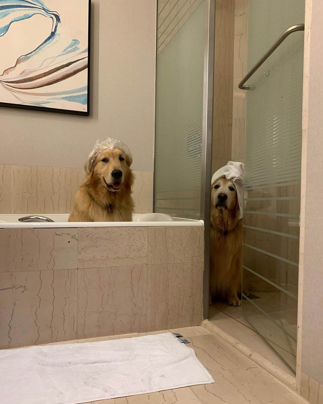 Bobさんのインスタグラム写真 - (BobInstagram)「Top 10 , até no banheiro tem foto 🛀🚿🧻 . . #goldenretriever #goldenretrievers #goldenretrieverlove #puppy #puppiesofinstagram #puppys #goldenretrieverpup #dogs #dogsofinstagram #pets #petstagram #instagram #instapet #instagrammers #vejasp」7月9日 8時16分 - bob_marley_goldenretriever