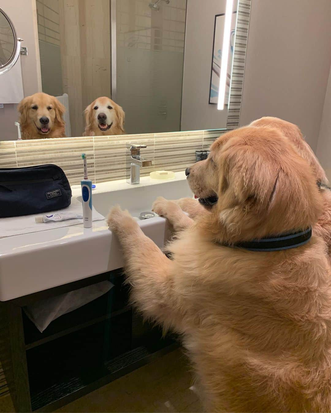 Bobさんのインスタグラム写真 - (BobInstagram)「Top 10 , até no banheiro tem foto 🛀🚿🧻 . . #goldenretriever #goldenretrievers #goldenretrieverlove #puppy #puppiesofinstagram #puppys #goldenretrieverpup #dogs #dogsofinstagram #pets #petstagram #instagram #instapet #instagrammers #vejasp」7月9日 8時16分 - bob_marley_goldenretriever