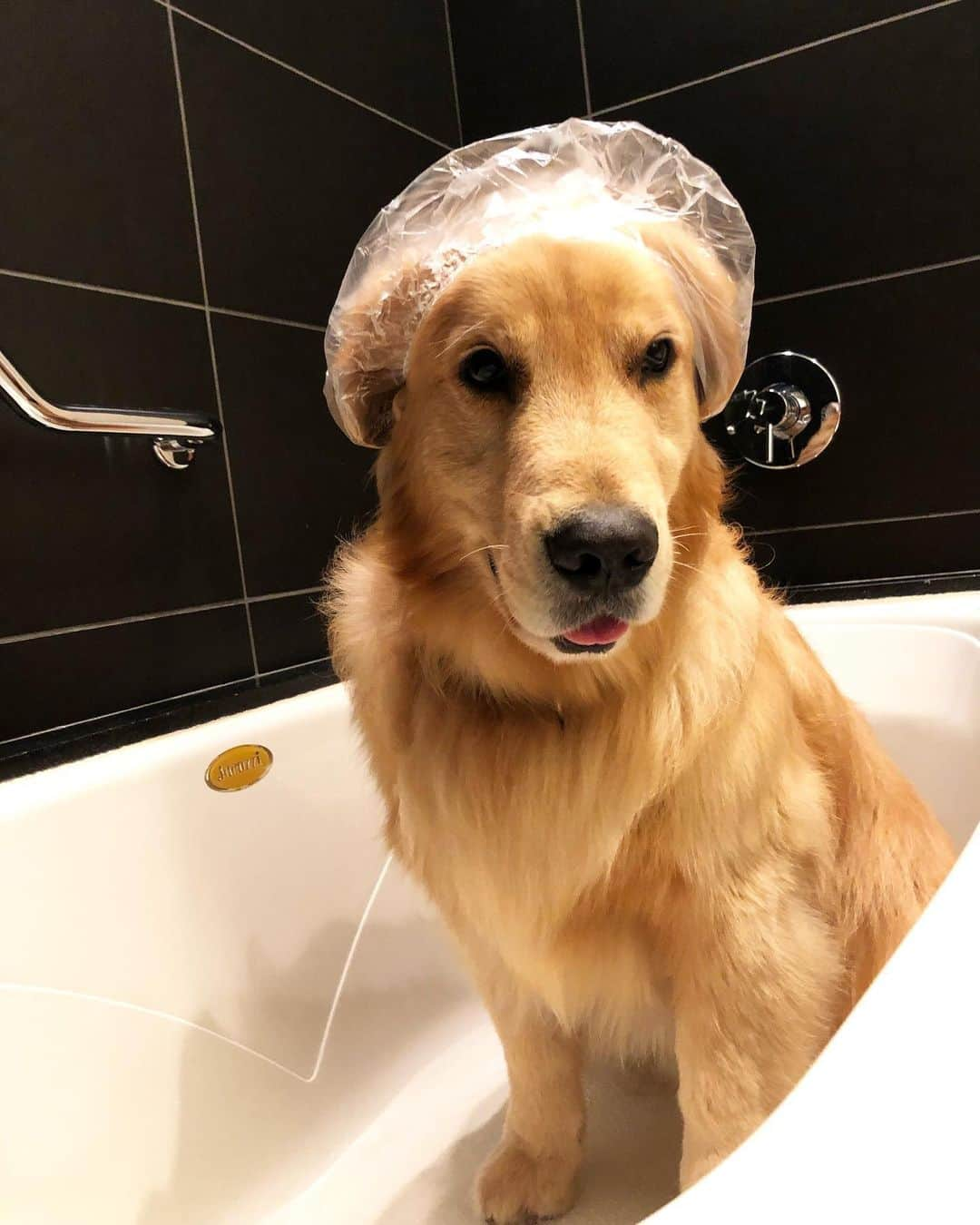 Bobさんのインスタグラム写真 - (BobInstagram)「Top 10 , até no banheiro tem foto 🛀🚿🧻 . . #goldenretriever #goldenretrievers #goldenretrieverlove #puppy #puppiesofinstagram #puppys #goldenretrieverpup #dogs #dogsofinstagram #pets #petstagram #instagram #instapet #instagrammers #vejasp」7月9日 8時16分 - bob_marley_goldenretriever