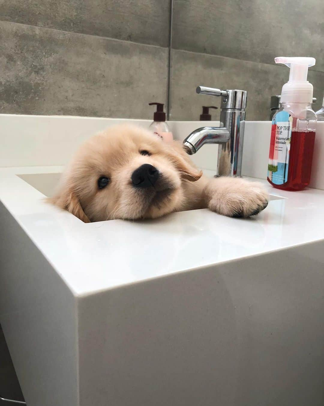 Bobさんのインスタグラム写真 - (BobInstagram)「Top 10 , até no banheiro tem foto 🛀🚿🧻 . . #goldenretriever #goldenretrievers #goldenretrieverlove #puppy #puppiesofinstagram #puppys #goldenretrieverpup #dogs #dogsofinstagram #pets #petstagram #instagram #instapet #instagrammers #vejasp」7月9日 8時16分 - bob_marley_goldenretriever