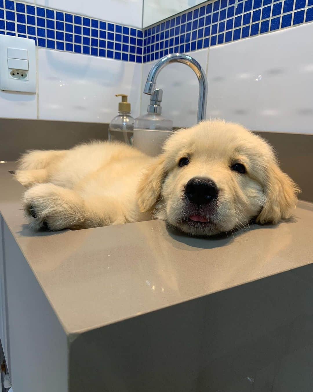 Bobさんのインスタグラム写真 - (BobInstagram)「Top 10 , até no banheiro tem foto 🛀🚿🧻 . . #goldenretriever #goldenretrievers #goldenretrieverlove #puppy #puppiesofinstagram #puppys #goldenretrieverpup #dogs #dogsofinstagram #pets #petstagram #instagram #instapet #instagrammers #vejasp」7月9日 8時16分 - bob_marley_goldenretriever