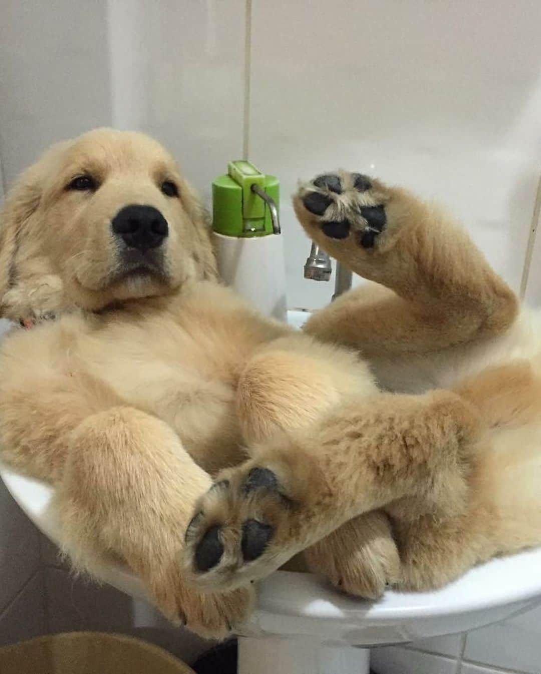Bobさんのインスタグラム写真 - (BobInstagram)「Top 10 , até no banheiro tem foto 🛀🚿🧻 . . #goldenretriever #goldenretrievers #goldenretrieverlove #puppy #puppiesofinstagram #puppys #goldenretrieverpup #dogs #dogsofinstagram #pets #petstagram #instagram #instapet #instagrammers #vejasp」7月9日 8時16分 - bob_marley_goldenretriever