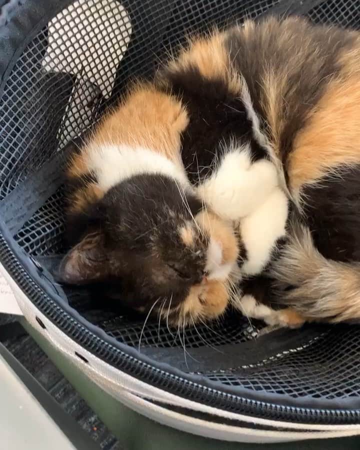Pudgeのインスタグラム：「Pudge sleeping with lil bunny front paws at the Toronto Airport 🙊🥺😍 If you’ve been watching her Instagram story, you probably know we got bumped from our Air Canada flight yesterday, spent 8 hours total at the airport figuring things out, and had to spend the night at a new hotel. We wouldn’t have made it without all your well wishes and support — especially from @bonnieactually who delivered food and litter to our new hotel room for Pudge. She has been such a patient angel through all of this though, and completely unaffected by the hold up.  We hope to be home tonight!」