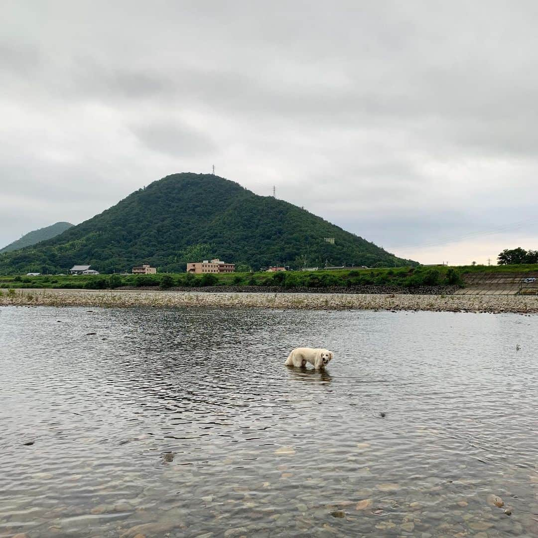 P太郎ママさんのインスタグラム写真 - (P太郎ママInstagram)「ただいまーー。 どよーんとした空。 ジメジメするけど、涼しいから嬉しい！ それでも浅瀬バシャバシャはお約束。 芝生ゴロゴロもお約束。 犬の汚さは、 犬の幸福度に比例する。 そして。 母のうんざり度にもチョー比例する！ #goldenretriever  #ゴールデンレトリバー  #悪性腫瘍  #たとえ犬生が8年だとしても楽しいは16年分あげる絶対に  お家帰ったら。 蒸しタオルで温活。 かつ、清拭ーー。」7月9日 8時35分 - ptarodada