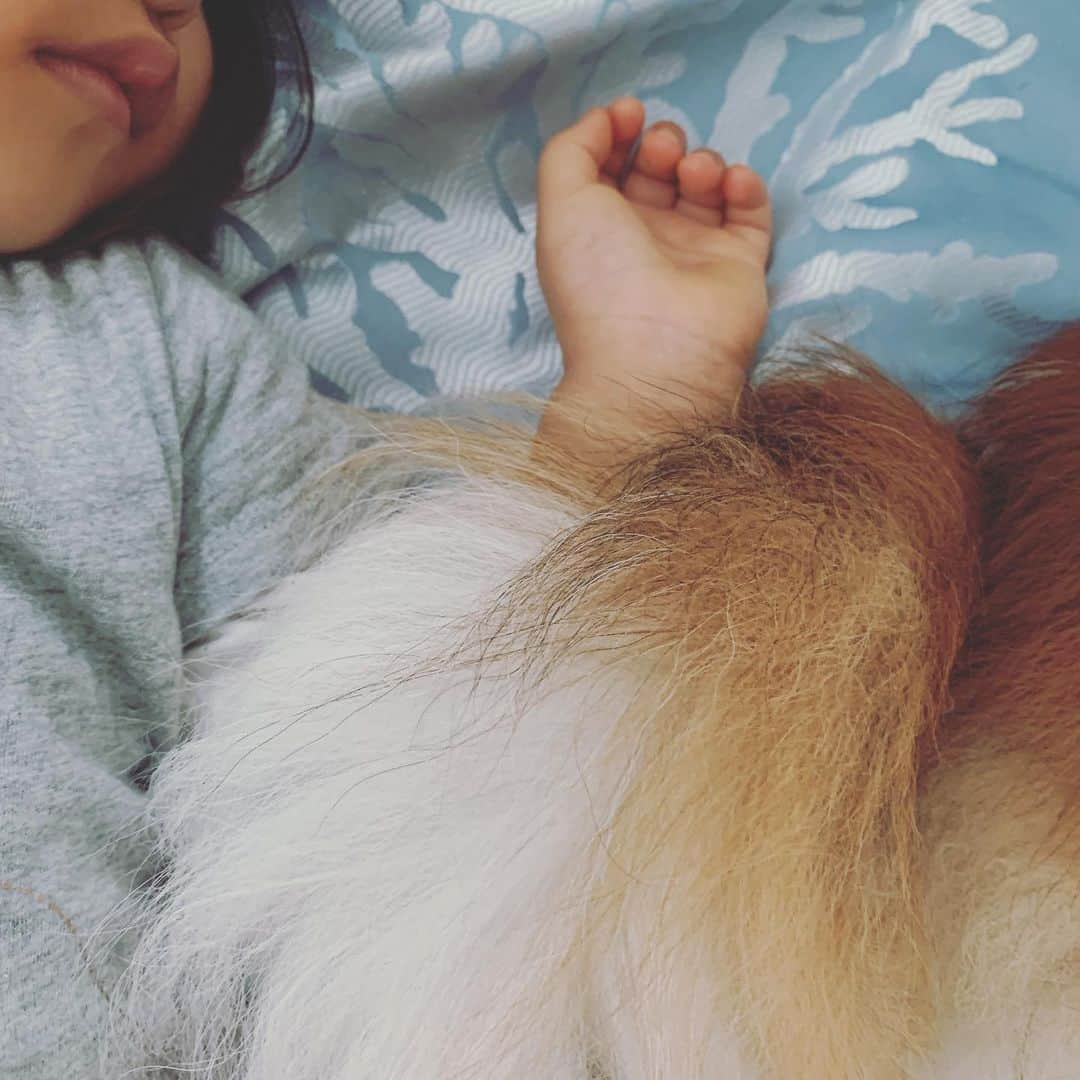 齊藤美絵さんのインスタグラム写真 - (齊藤美絵Instagram)「愛しい瞬間💕  #kidanddog #childcare #makaloni #papillon #tail #キュン手 #naptime #ツタエルヒト。」7月9日 8時48分 - saitomie