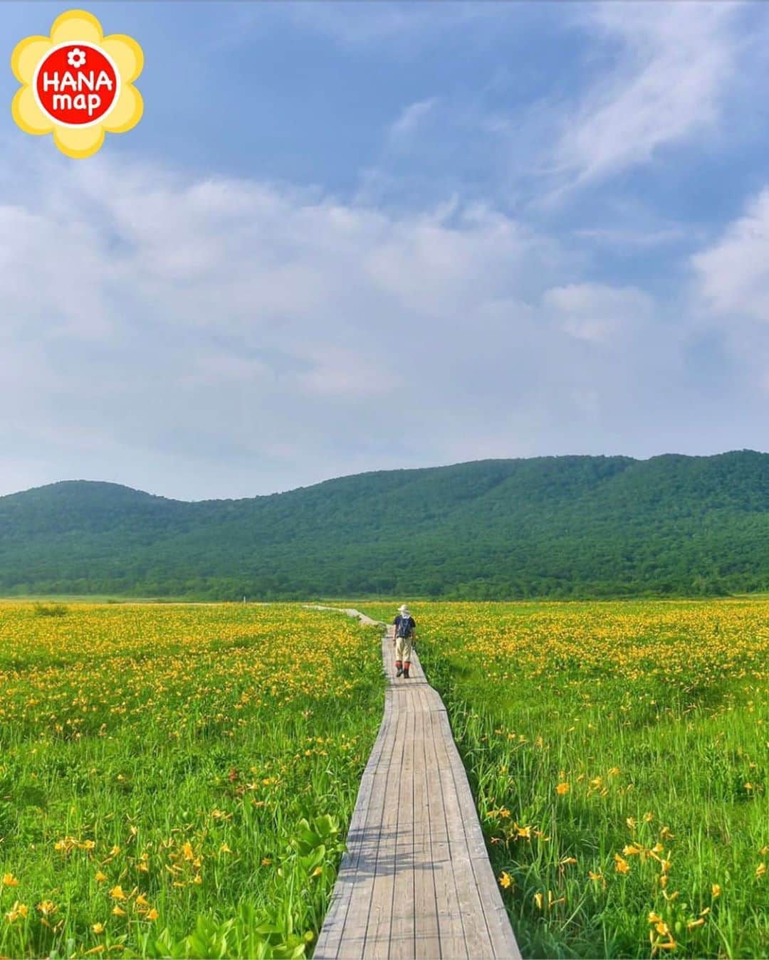 はなまっぷ❁日本の花風景さんのインスタグラム写真 - (はなまっぷ❁日本の花風景Instagram)「🌸はなまっぷ🌸 * @cosa_____1192 さんの  花のある風景に花まるを💮 * ニッコウキスゲが黄色に染める素敵な朝の楽園をありがとうございます😊🌸 * 福島  #雄国沼 Oguninuma Wetlands, Fukushima Pref. * 🌼ニッコウキスゲの花言葉📝🌼 日々新たに、心安らぐ人 * 見頃を過ぎている場所もご紹介しています。お出かけの際はHP等で最新の情報をご確認くださいね🙏🌸 * 🌸•••🌸•••🌸•••🌸•••🌸•••🌸 * いつも素敵なお花をありがとうございます😊 日本の花のある風景にタグ付けしてください🌸 お花があれば何でもOKです💓 * #はなまっぷ * #日本の美しい花風景#花のある風景#花#花言葉#花畑#風景#ニッコウキスゲ#日光黄菅」7月9日 8時41分 - hanamap