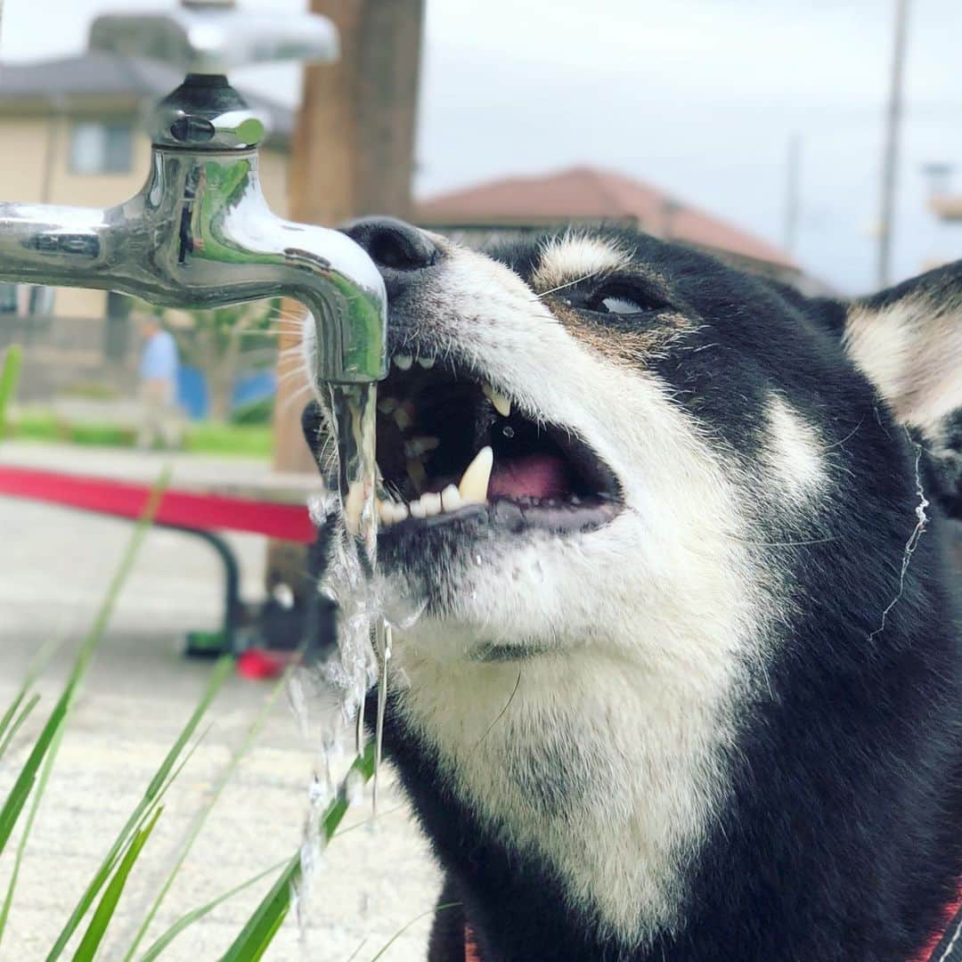 小川博永さんのインスタグラム写真 - (小川博永Instagram)「ガブ飲みししまる。  #今朝まる #ししまる #dog #dogs #柴犬 #黒柴」7月9日 8時57分 - ogawahironaga