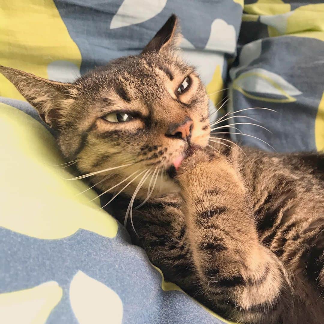 小嶋晶子のインスタグラム：「Time for a morning bath.🐈🚿🐾 #cat #cats #browntabby #catsofinstagram #catstagram #neko #nekostagram #ねこ #ねこ部 #ねこすたぐらむ #きじとら #きじとらねこ #きじとら女子 #きじとら部 #ネコ #ネコ部  #キジトラ #キジトラネコ #キジトラ部 #かぎしっぽ #かぎしっぽ猫部 #カギしっぽ #カギしっぽ猫 #お腹ハゲてる」