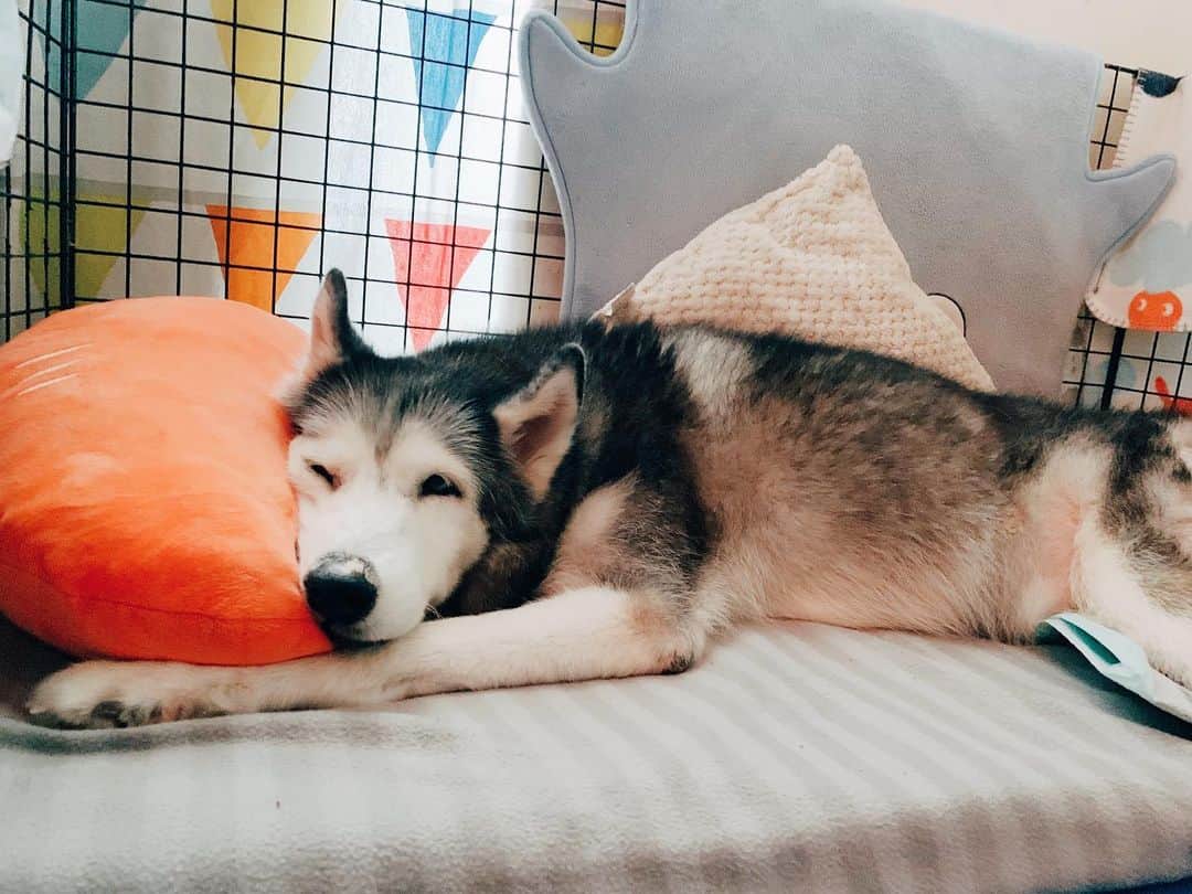 r_oseさんのインスタグラム写真 - (r_oseInstagram)「Epic sleeping 🐺🥕🌵☁️ she definitely knows how to comfort herself with all those friends 〰️ #siberianhusky」7月9日 9時09分 - r_ose