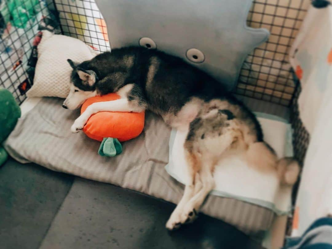 r_oseさんのインスタグラム写真 - (r_oseInstagram)「Epic sleeping 🐺🥕🌵☁️ she definitely knows how to comfort herself with all those friends 〰️ #siberianhusky」7月9日 9時09分 - r_ose