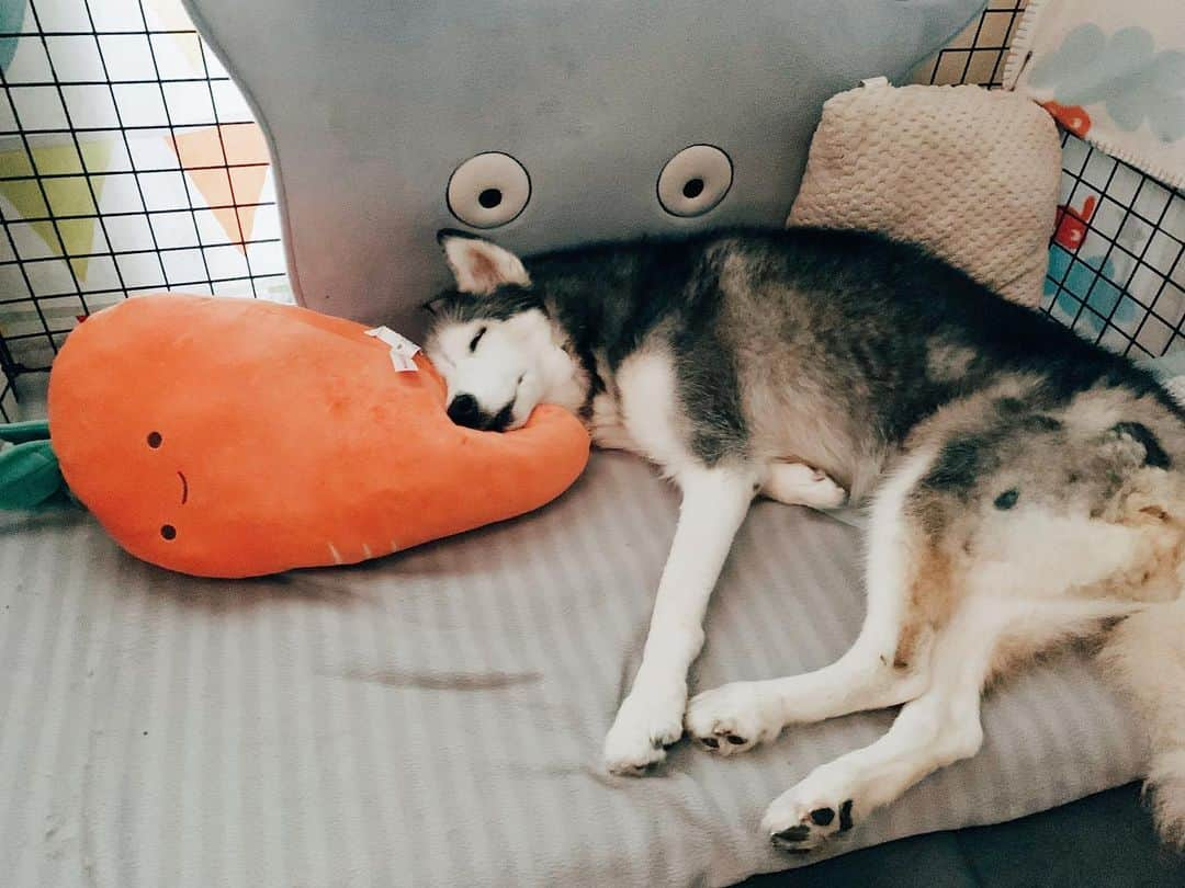 r_oseさんのインスタグラム写真 - (r_oseInstagram)「Epic sleeping 🐺🥕🌵☁️ she definitely knows how to comfort herself with all those friends 〰️ #siberianhusky」7月9日 9時09分 - r_ose