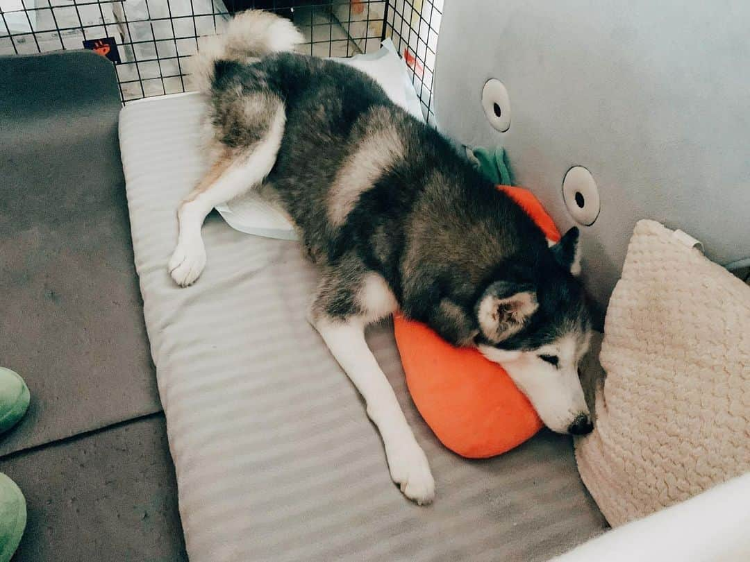 r_oseさんのインスタグラム写真 - (r_oseInstagram)「Epic sleeping 🐺🥕🌵☁️ she definitely knows how to comfort herself with all those friends 〰️ #siberianhusky」7月9日 9時09分 - r_ose