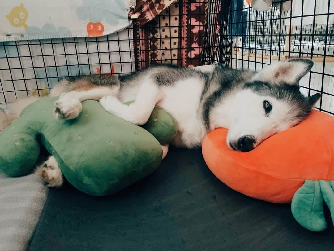 r_oseさんのインスタグラム写真 - (r_oseInstagram)「Epic sleeping 🐺🥕🌵☁️ she definitely knows how to comfort herself with all those friends 〰️ #siberianhusky」7月9日 9時09分 - r_ose