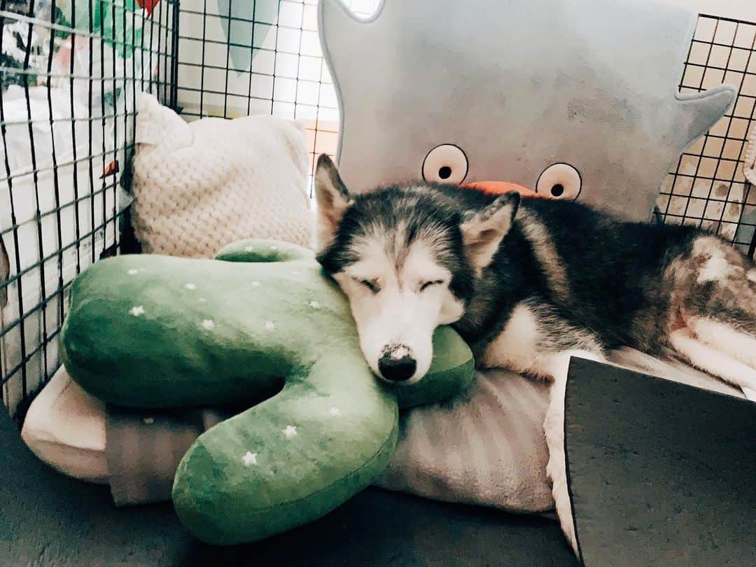 r_oseのインスタグラム：「Epic sleeping 🐺🥕🌵☁️ she definitely knows how to comfort herself with all those friends 〰️ #siberianhusky」