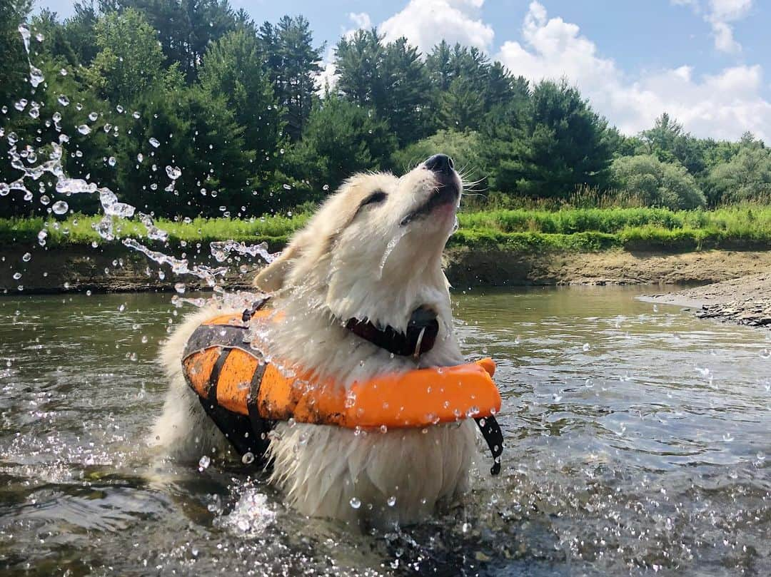 Winston the White Corgiさんのインスタグラム写真 - (Winston the White CorgiInstagram)「Bae-watch moment at @glenhighlandfarm_. You know why? bc IT’S MY MOTHER FLOOFIN BIRTHDAY TOMORROW!!! #campingunicorgi」7月9日 9時23分 - winstonthewhitecorgi