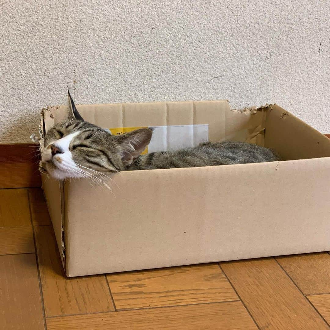 やふさんのインスタグラム写真 - (やふInstagram)「イケメンのブサ顔撮れたー！ . #cat #neko #catlovers #catsofinstagram #catstagram #instacat #猫 #ねこ #ネコ #保護猫 #新吉」7月9日 9時32分 - kyafy