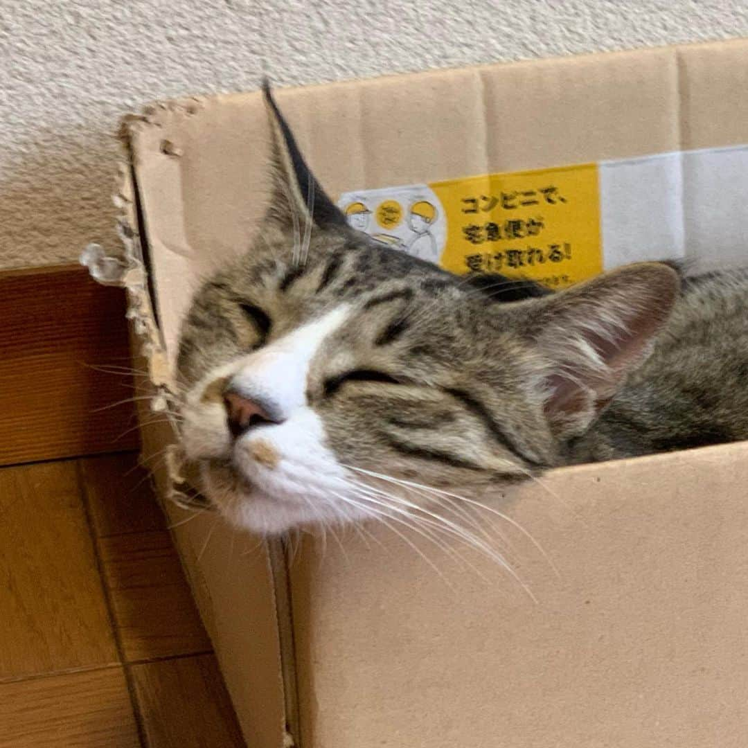 やふさんのインスタグラム写真 - (やふInstagram)「イケメンのブサ顔撮れたー！ . #cat #neko #catlovers #catsofinstagram #catstagram #instacat #猫 #ねこ #ネコ #保護猫 #新吉」7月9日 9時32分 - kyafy