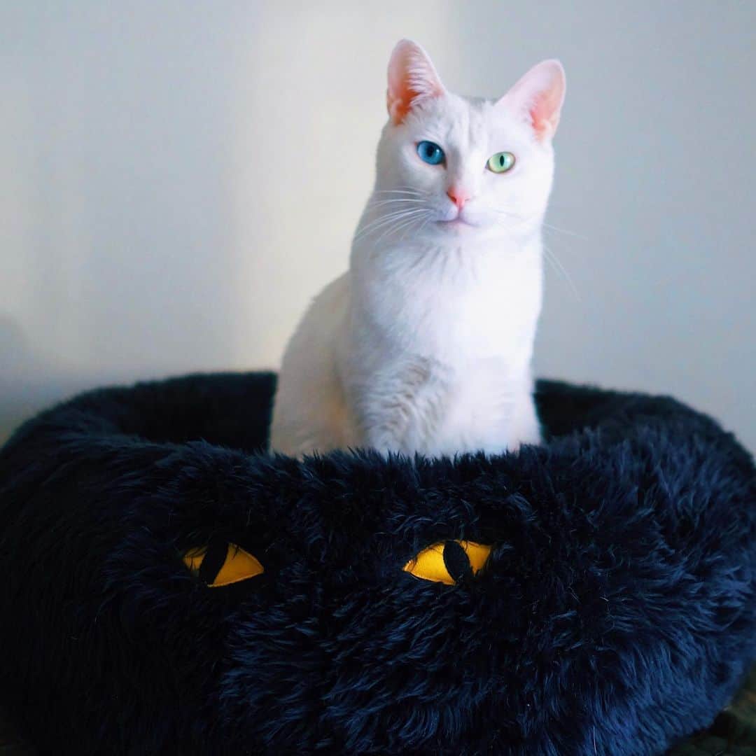 omomuroniさんのインスタグラム写真 - (omomuroniInstagram)「ただいまー  アイビー無事に退院しました。 あれだけ抵抗してたキャリーバッグに 帰りはなんと自ら入ったよ😂  #nuco_ivy #白猫in黒猫」7月9日 9時33分 - omomuroni