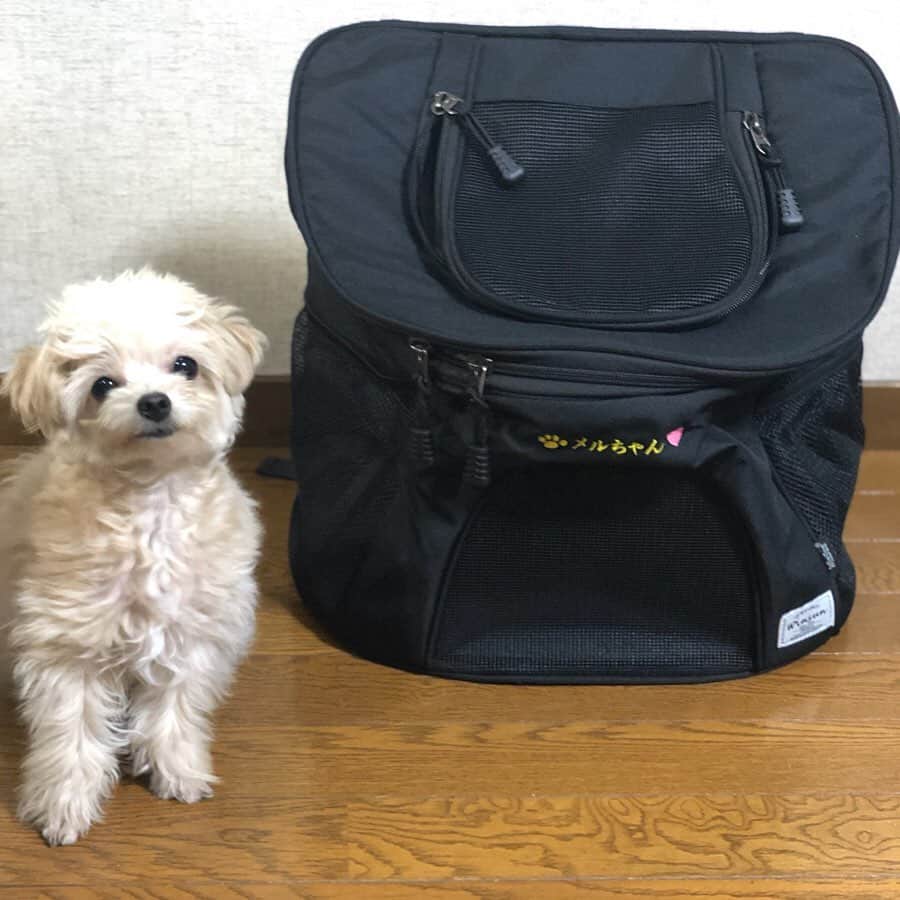 齊藤このみのインスタグラム