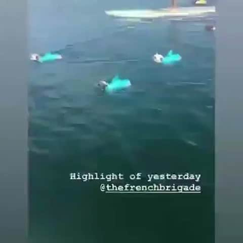 リンキーのインスタグラム：「The only sharks I’d risk swimming with 😮❤️ ———TAG DOG LOVERS——- #frenchie #frenchies #frenchiesofinstagram #instafrenchie #dog #dogs #instadogs #dogsofinstagram #dogstagram #dogs_of_instagram #lovedogs #pup #instapup 🔥 @thefrenchbrigade」