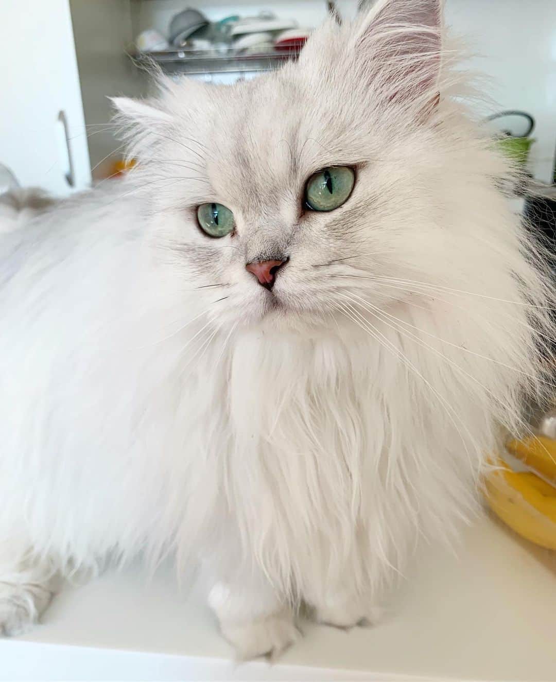 후추네큰언니のインスタグラム：「까까쥬세요 네에~ . . . . . #후추  #고양이  #냥스타그램 #캣스타그램  #Hoochu #Hoochuthecat #cat #cats #catstagram #catsofinstagram #topcatphoto #bestmeow #ilovecat #cute #fluffy #petstagram #instacats」