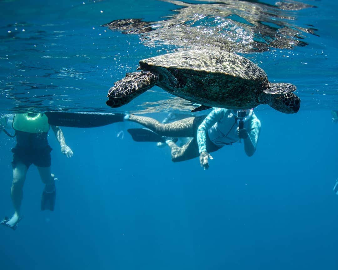 And Youさんのインスタグラム写真 - (And YouInstagram)「Did you know sea turtles can’t retract their head into their shell like their smaller freshwater counterparts? . . . . . . . . . . . . . . . #hawaiivacation #hawaii #oahu #oahutours #hawaiitours #unrealhawaii #hawaiiholiday #oceanlife #gopro #sealife #seaturtle #dolphinsnadyou #dolphintour #oceanfacts」7月9日 9時47分 - dolphinsandyou