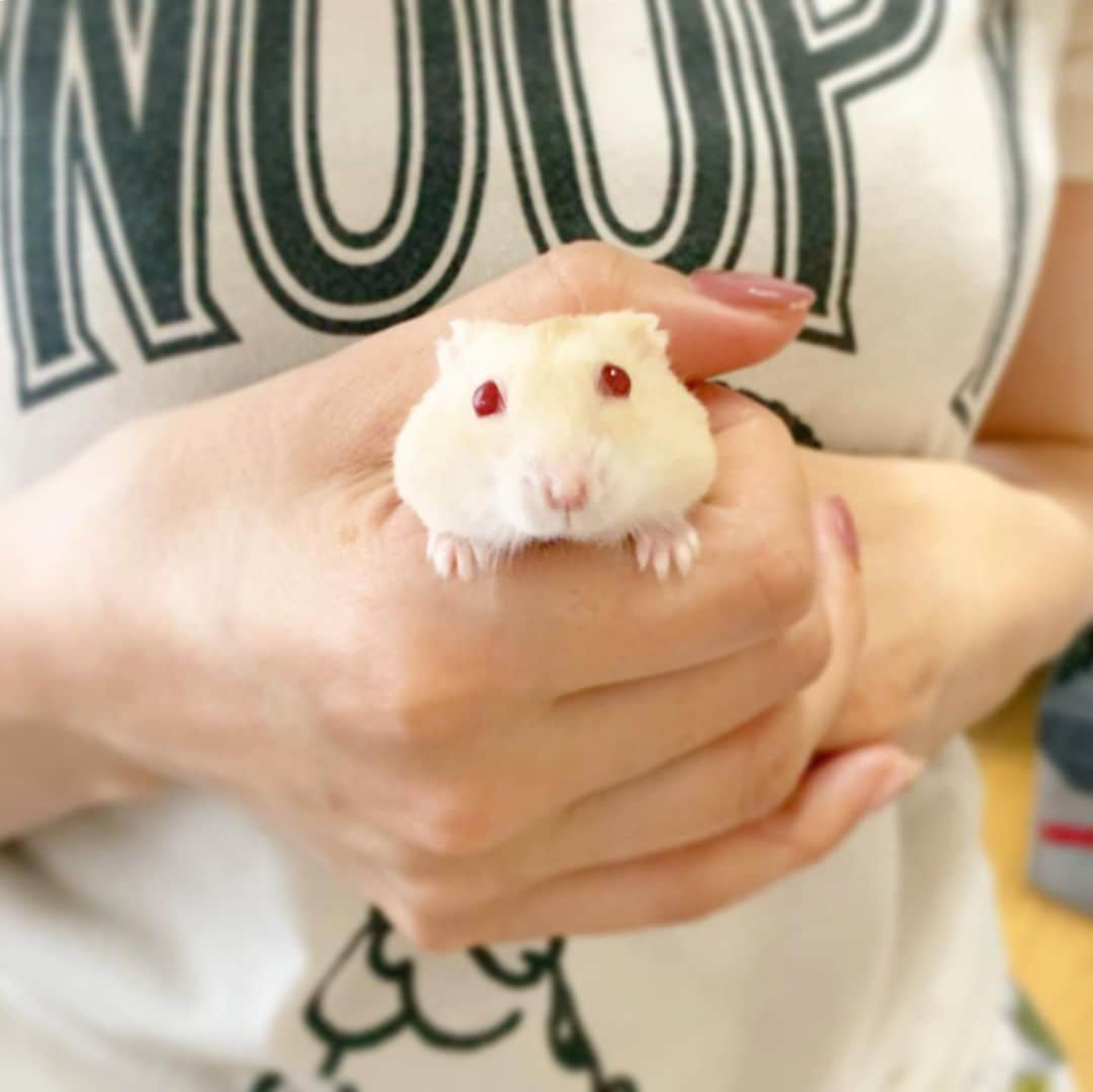 hamster_mocoさんのインスタグラム写真 - (hamster_mocoInstagram)「飼い主のお手手が大好きなキミちゃん😂🙌🏼🐹💕ゲージに戻してもなかなかお手手から降りてくれなくて朝からキュンキュン🥺💓 ☺︎︎ 今日も1日頑張りましょう😊🙌🏼 2019.7.9 ☺︎︎ #ハムスターキミ#アルビノ#ハムスター#ジャンガリアンハムスター#ジャンガリアン#ジャンガリアンプディング#プディングジャンガリアン#イエロージャンガリアン#ふわもこ部 #モフモフ#ペット#ハムスタグラム #hamster#djungarian#hamstagram#hammy#happy_pets#PET_OF_OUR_WORLD#igersjp#ig_japan#instapet#weeklyfluff#kawaii#cute#仓鼠#정글리안#햄스터」7月9日 9時50分 - asahi.fl