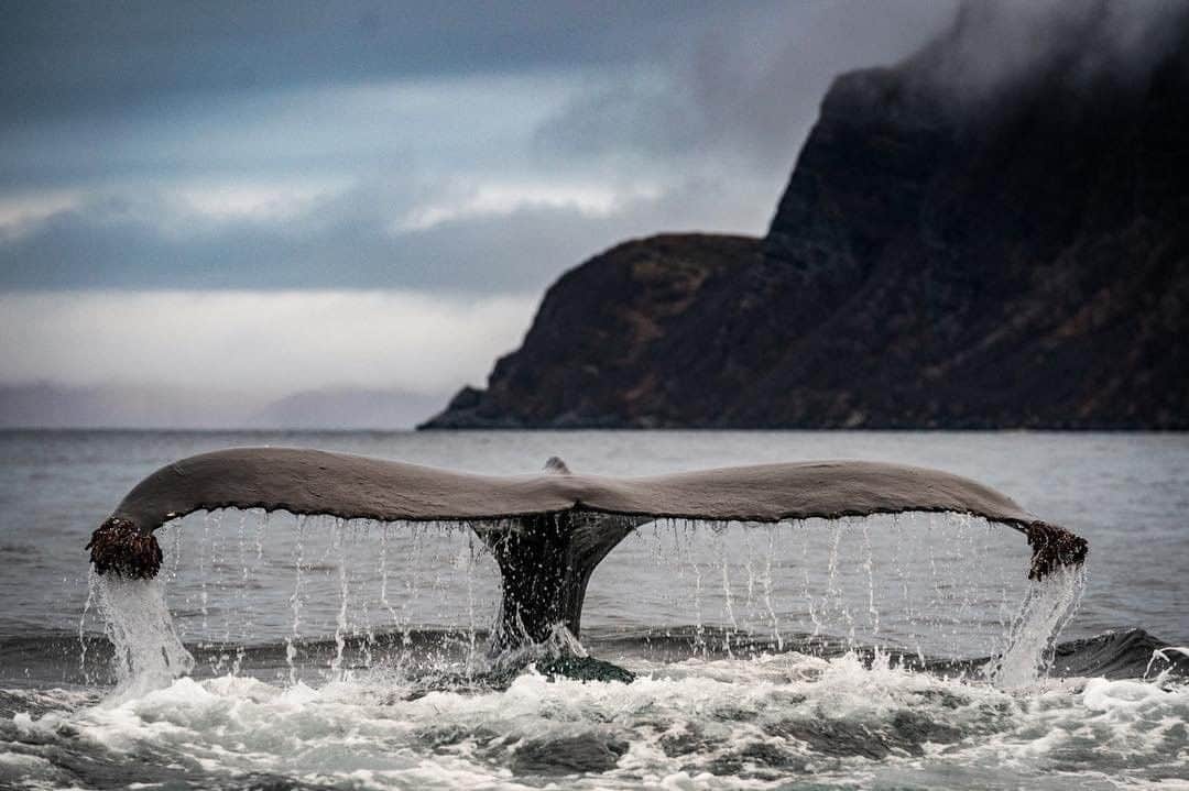 National Geographic Travelさんのインスタグラム写真 - (National Geographic TravelInstagram)「Photo by Cristina Mittermeier @CristinaMittermeier | Surrounded by towering, snow-capped mountains and shorelines battered by the wind, these humpbacks hunted for herring in groups of ten or more at a time. They raised their flukes high into the air and propelled themselves into the depths, where the fish hide during the daylight hours. It was pure magic in the fjords of Norway. Follow me, @CristinaMittermeier, for more amazing wildlife spectacles from around the world. #Humpback #Norway #NatureLover」7月9日 10時01分 - natgeotravel