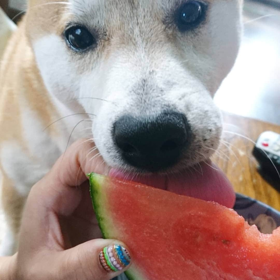 柴犬⭐️サスケさんのインスタグラム写真 - (柴犬⭐️サスケInstagram)「おはわん #朝食のスイカ狙われる#スイカ#🍉#スイカ大好き#美味しそうに食べる#おしっこ沢山出るよ#柴犬#赤柴#ふわもこ部 #わんだフォ #犬ら部 #pecoいぬ部」7月9日 10時10分 - shiba20150405