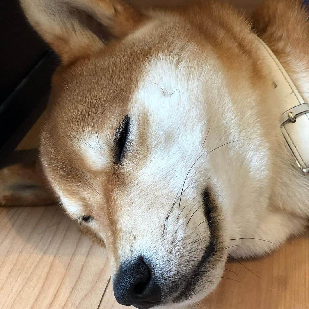 舞名里音さんのインスタグラム写真 - (舞名里音Instagram)「zzz (*ꆤ.̫ꆤ*) #ねんね #うとうと #まったり #ゆっくり #そんな気分 #おはよう  #おやすみ #じゃじゃまる #柴犬 #いぬのきもち #いぬのいる暮らし #幸せ #ありがとう #今日も素敵な一日を #zzz」7月9日 10時12分 - maina_rion