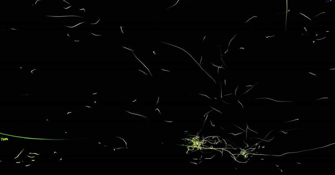 山人さんのインスタグラム写真 - (山人Instagram)「山人の蛍は人懐っこい性格で、手に届くところまで遊びに来てくれることがございます。  I guess those fireflies like us. They come so close to us. ・  #山人の蛍 #蛍の夕べ #蛍の里 #ほたるのいる宿 #絶景 #岩手観光 #蛍 #ホタル鑑賞 #夜の楽しみ #nightwalk #東北の夏 #女子会 #日本一の東北へ #旅に出よう #散步 #爽快 #迫力満点 #大自然 #綺麗 #美丽 #西和賀 #日本 #旅行 #岩手 #iwate #東北 #ryokan #酒店 #溫泉」7月9日 10時14分 - yamado.official