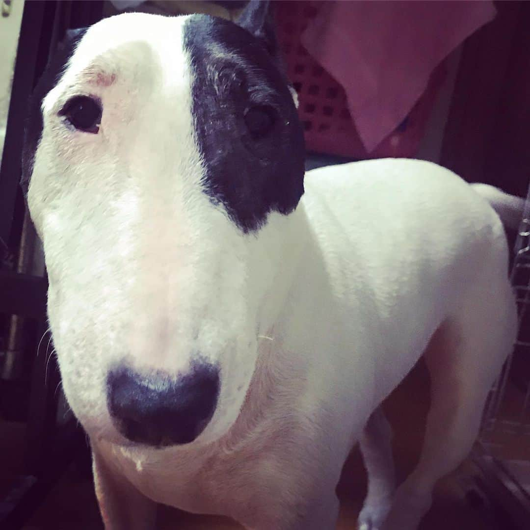 Q太郎さんのインスタグラム写真 - (Q太郎Instagram)「#minituru#bull#terrier#minibullterrier#miniturubullterrier#dog#dogstagram#cute#qtaro#love#family#ミニチュア#ブルテリア#ミニチュアブルテリア#Q太郎」7月9日 16時15分 - qtaro.jun