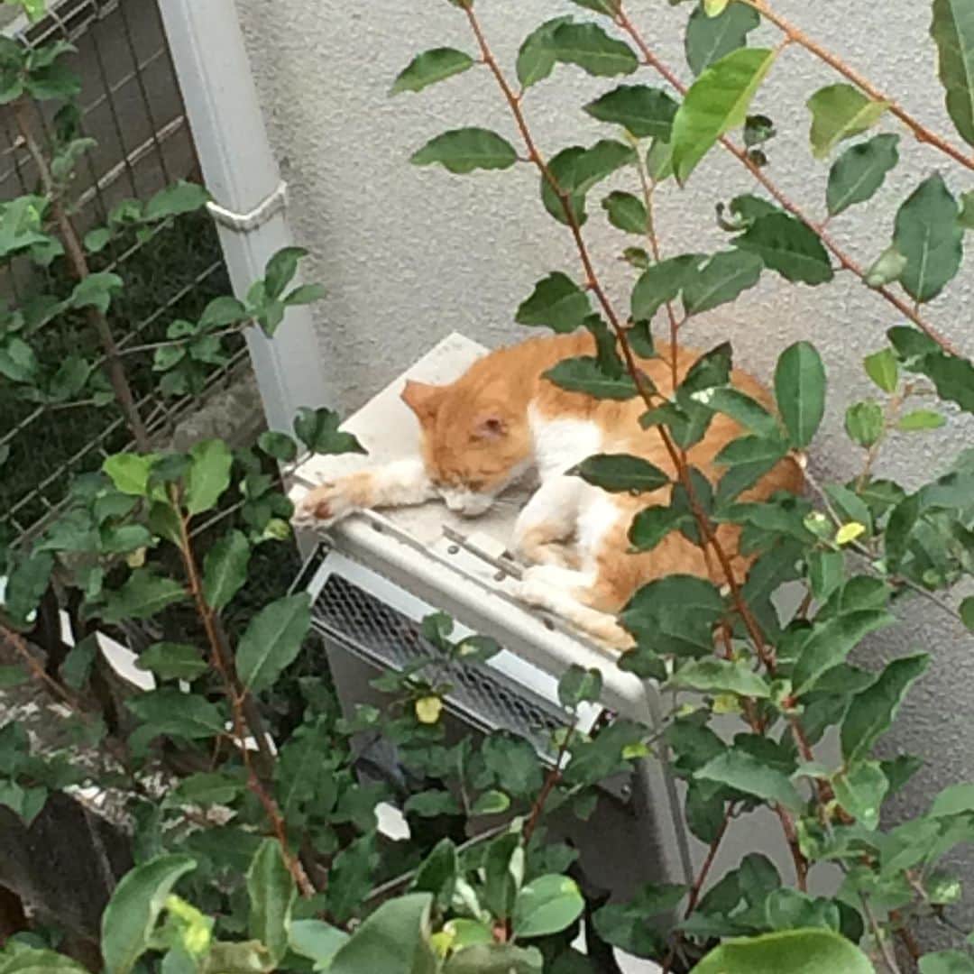 岡田屋鉄蔵のインスタグラム：「今日のエクスペンダブルズ氏」