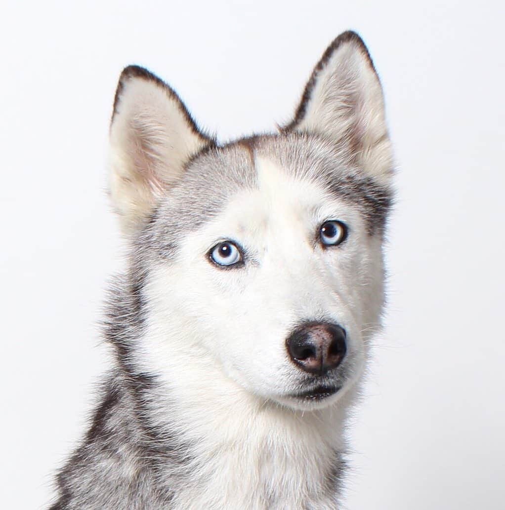 ジュディ・グリアさんのインスタグラム写真 - (ジュディ・グリアInstagram)「Hello, it's me, Koa! Have you ever seen a Husky so tiny like me? I'm not even a puppy anymore! I'm 1 year old and I weigh just 35 pounds. The people at Wags and Walks tell me that makes me really unique and special! I was brought here because my other family couldn't take care of me anymore. I'm really calm and gentle for my breed, and I love spending time relaxing in my kennel, playing with other dogs or meeting new people, including young kids! I walk well on leash, but I'm still working on my basic commands. I love treats though, which helps me learn new things quickly! I can't wait to find a forever family that will take me on outdoor adventures but also want to snuggle me on the couch. In return I'll give them so much love, I promise! Learn more about Koa and apply to #adopt her at WagsandWalks.org.  @wagsandwalks #adoptdontshop #bringinghappinesshome #rescuesofinstagram #koa #ohmygodthisdogisamazing」7月9日 11時46分 - missjudygreer