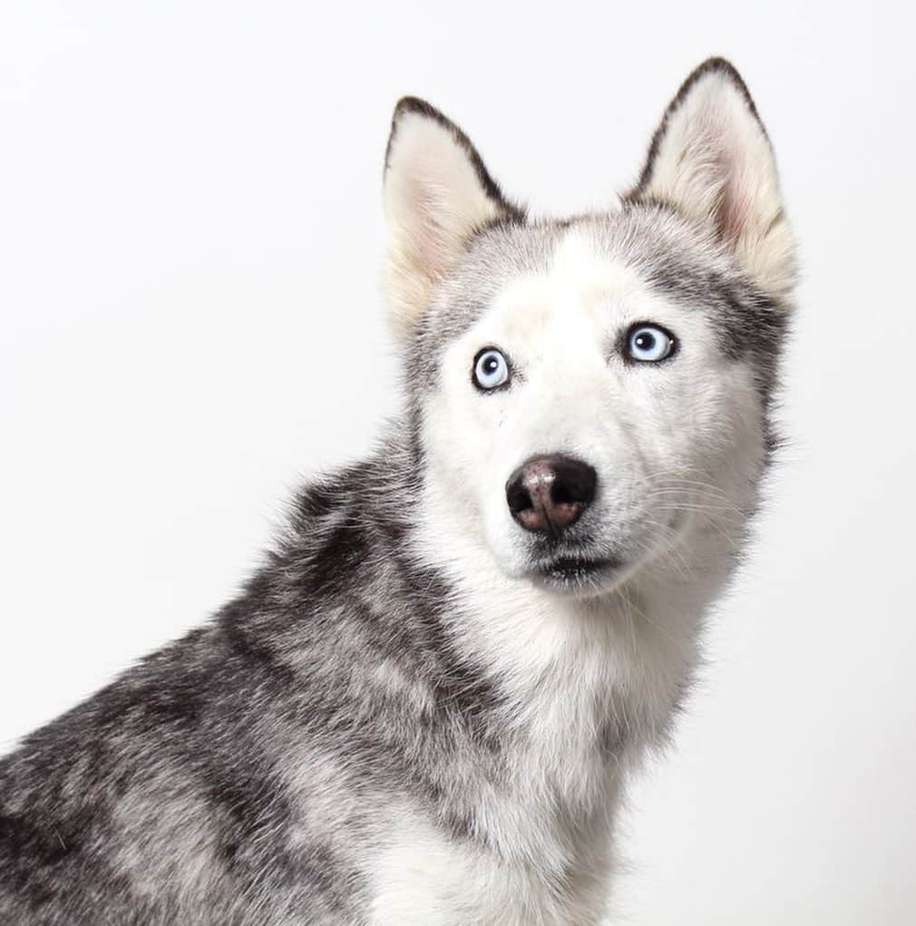 ジュディ・グリアさんのインスタグラム写真 - (ジュディ・グリアInstagram)「Hello, it's me, Koa! Have you ever seen a Husky so tiny like me? I'm not even a puppy anymore! I'm 1 year old and I weigh just 35 pounds. The people at Wags and Walks tell me that makes me really unique and special! I was brought here because my other family couldn't take care of me anymore. I'm really calm and gentle for my breed, and I love spending time relaxing in my kennel, playing with other dogs or meeting new people, including young kids! I walk well on leash, but I'm still working on my basic commands. I love treats though, which helps me learn new things quickly! I can't wait to find a forever family that will take me on outdoor adventures but also want to snuggle me on the couch. In return I'll give them so much love, I promise! Learn more about Koa and apply to #adopt her at WagsandWalks.org.  @wagsandwalks #adoptdontshop #bringinghappinesshome #rescuesofinstagram #koa #ohmygodthisdogisamazing」7月9日 11時46分 - missjudygreer