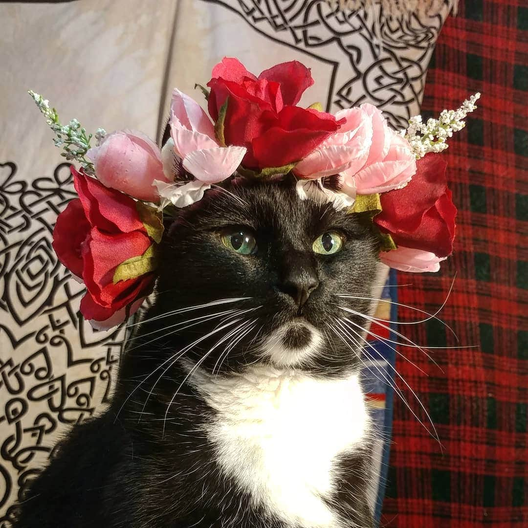 猫コスプレさんのインスタグラム写真 - (猫コスプレInstagram)「It's alarming how charming I feel. . . . . .  #Cat #flowercrown #catsofinstagram」7月9日 12時23分 - cat_cosplay