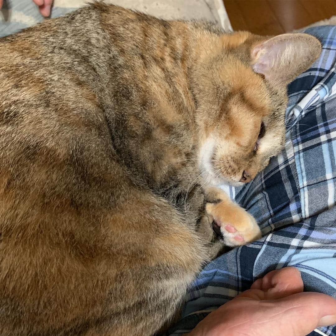 野間美由紀のインスタグラム：「ねんねのポーズ😸」
